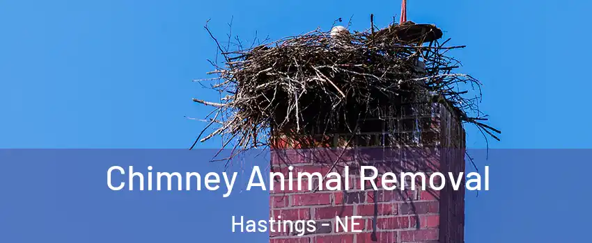 Chimney Animal Removal Hastings - NE